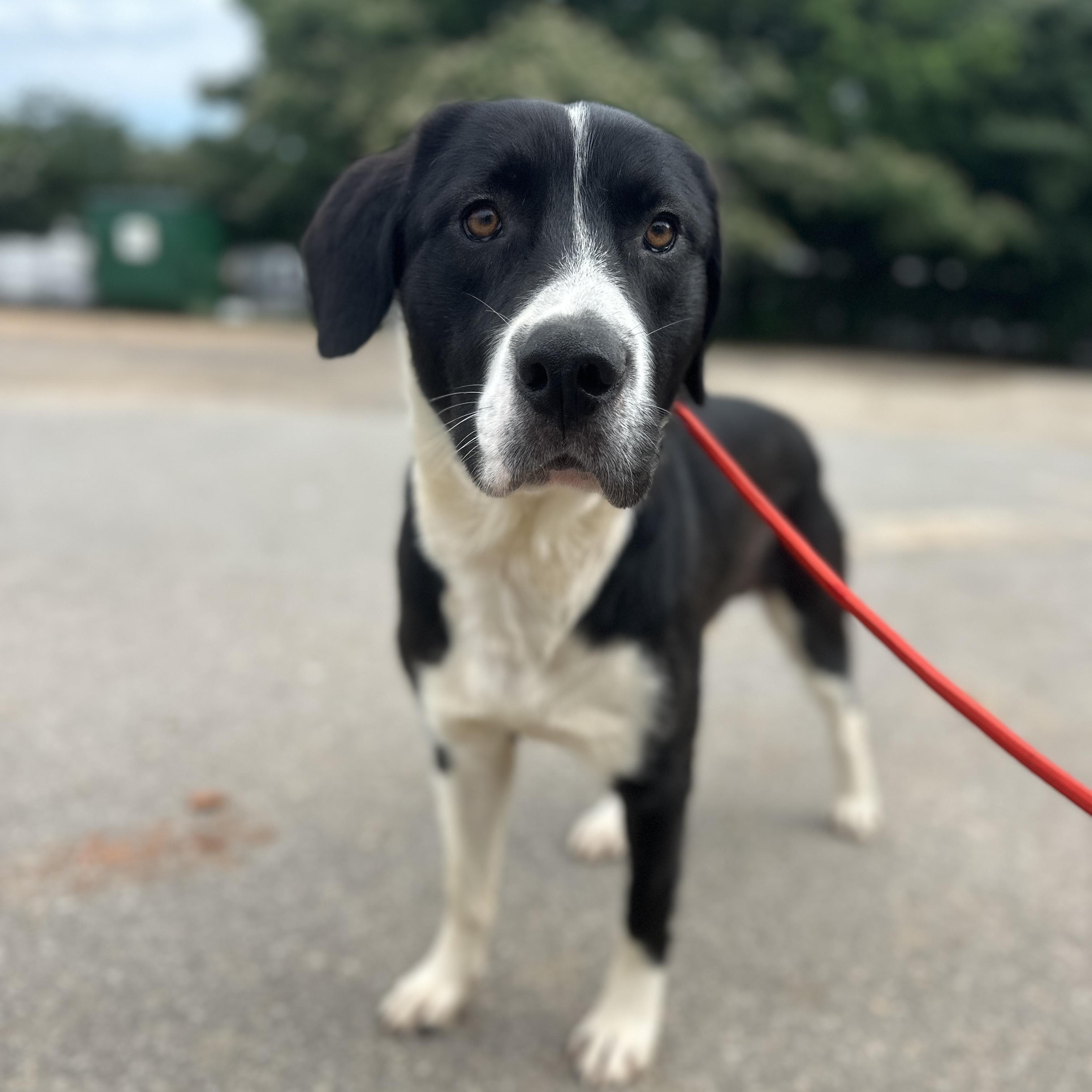 Enlarge Gulliver, a Adoptable mixed breed in Thomaston , ME image 6/6