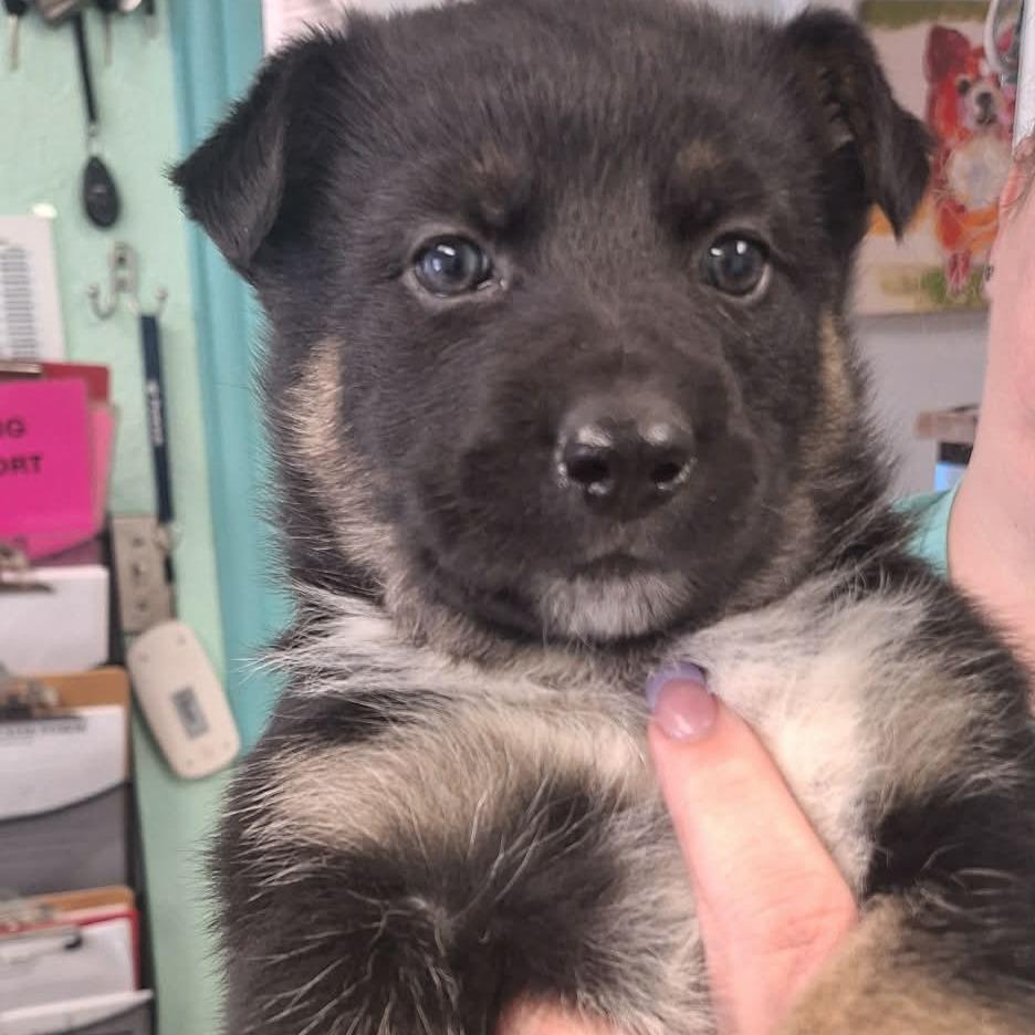 Felicity, Adoptable, Puppy Female German Shepherd Dog.