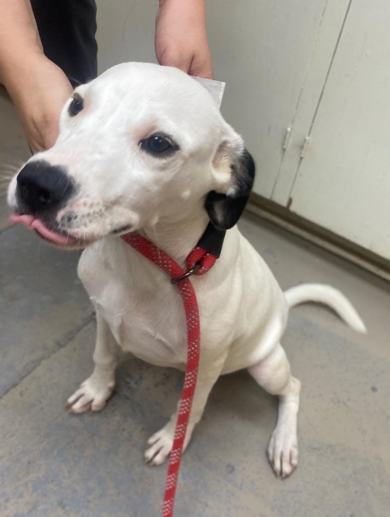 Lena, Adoptable, Puppy Female Labrador Retriever & Dalmatian.