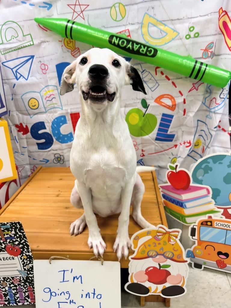 Lena, a Adoptable mixed breed in Bryant, AR image 2/2