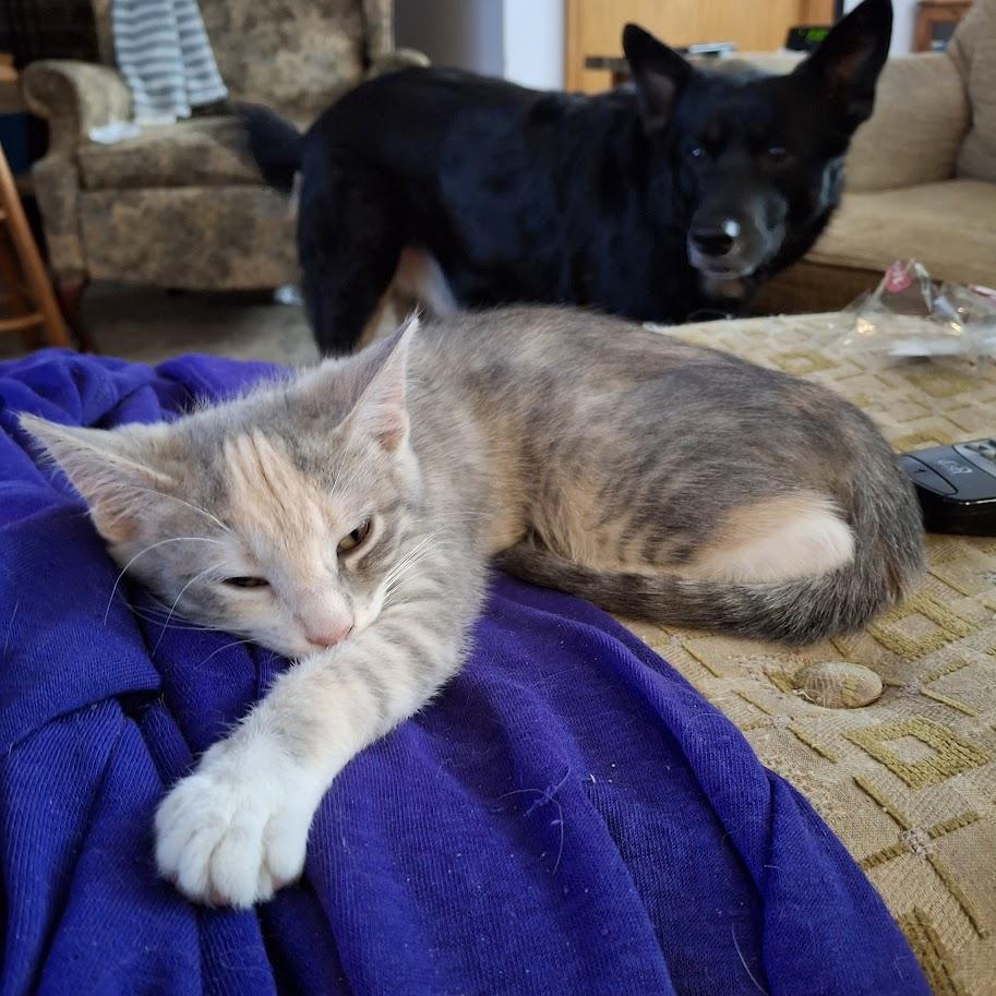 Enlarge Snooki, a Adoptable Domestic Short Hair in Minneapolis, MN image 2/4