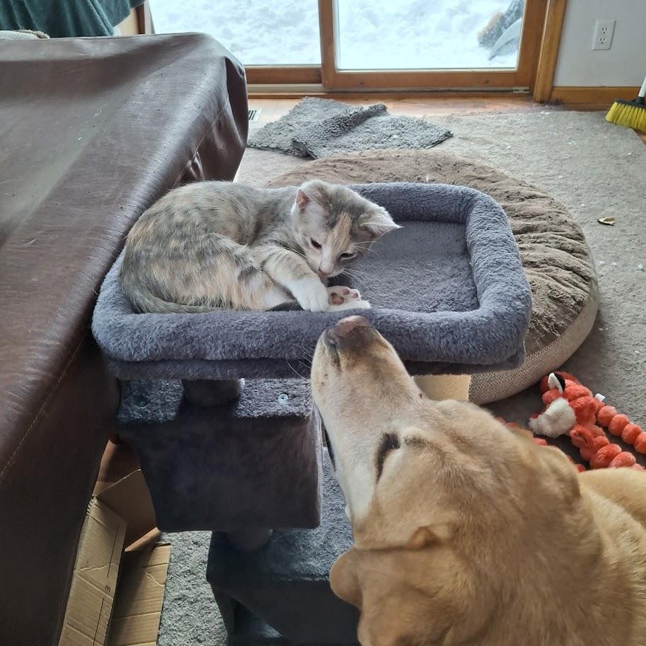 Enlarge Snooki, a Adoptable Domestic Short Hair in Minneapolis, MN image 3/4