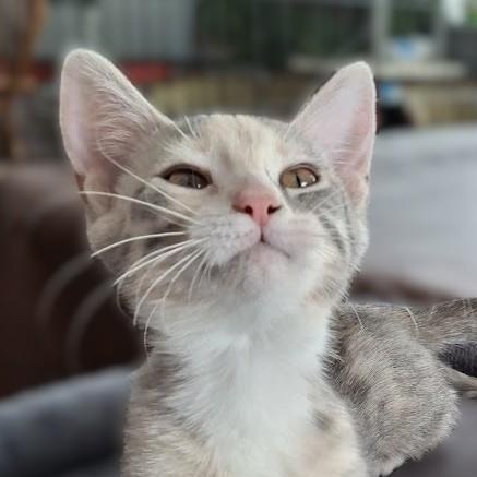 Enlarge Snooki, a Adoptable Domestic Short Hair in Minneapolis, MN image 4/4