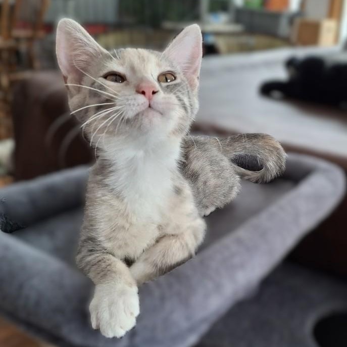 Enlarge Snooki, a Adoptable Domestic Short Hair in Minneapolis, MN image 1/4