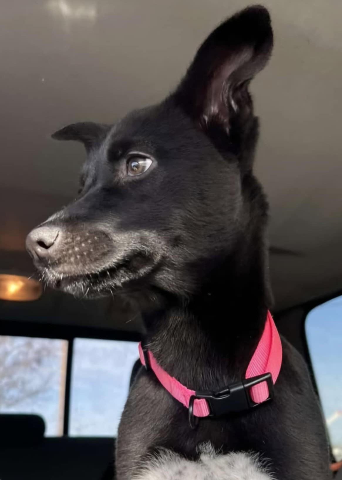 Ariya, Adoptable, Young Female Cattle Dog & Mixed Breed.