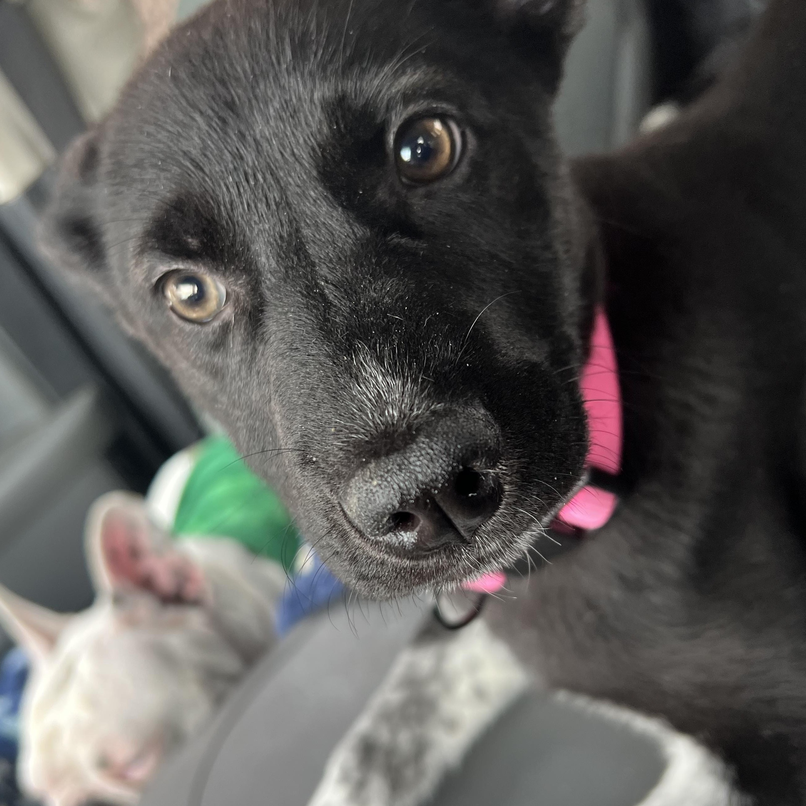 Ariya, a Adoptable mixed breed in Santa Clara, CA image 2/2