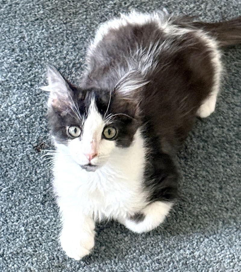 Otto, Adoptable, Kitten Male Domestic Medium Hair.