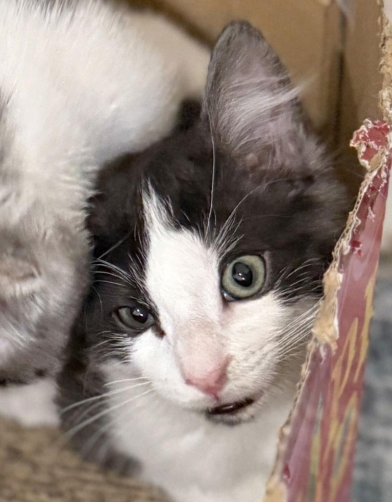 Enlarge Otto, a Adoptable Domestic Medium Hair in Ventura, CA image 2/3