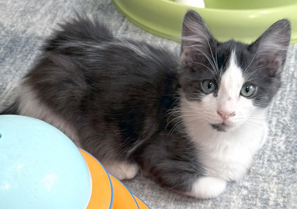 Enlarge Otto, a Adoptable Domestic Medium Hair in Ventura, CA image 3/3