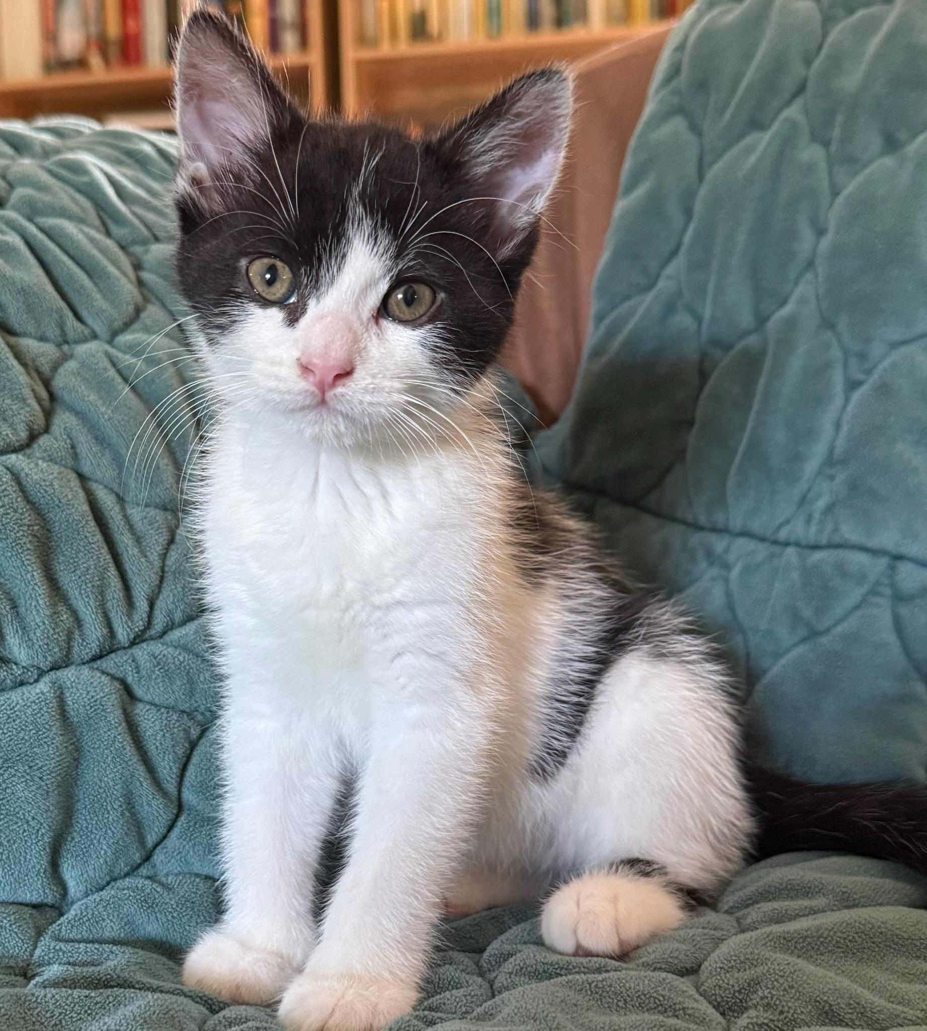 Enlarge Judo, a ADOPTABLE Domestic Short Hair in Lexington, KY image 4/5