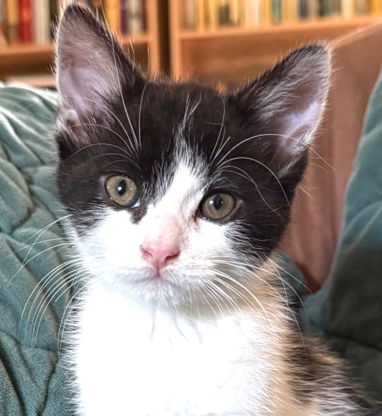 Enlarge Judo, a ADOPTABLE Domestic Short Hair in Lexington, KY image 1/5