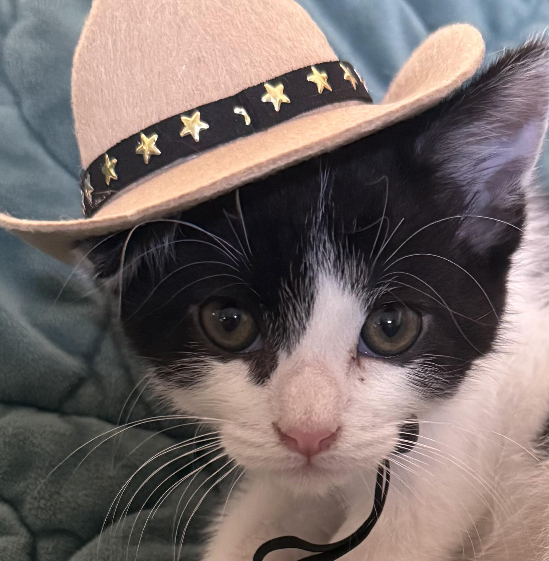 Enlarge Judo, a ADOPTABLE Domestic Short Hair in Lexington, KY image 5/5