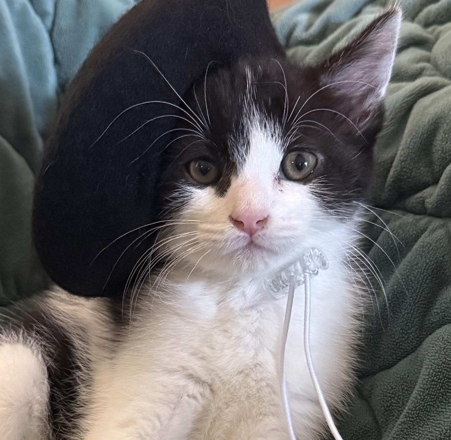 Enlarge Judo, a ADOPTABLE Domestic Short Hair in Lexington, KY image 3/5