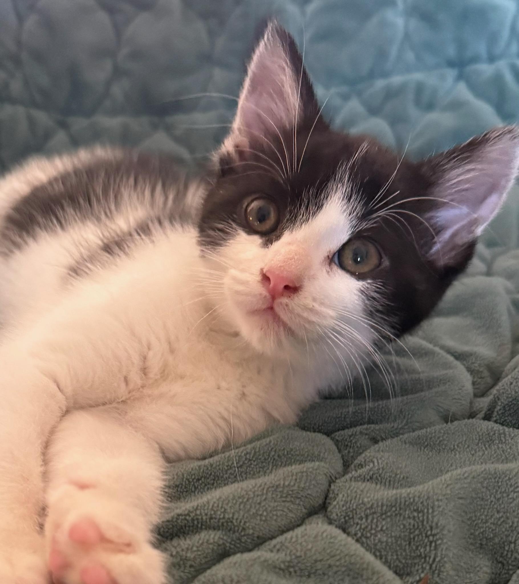 Enlarge Judo, a ADOPTABLE Domestic Short Hair in Lexington, KY image 2/5