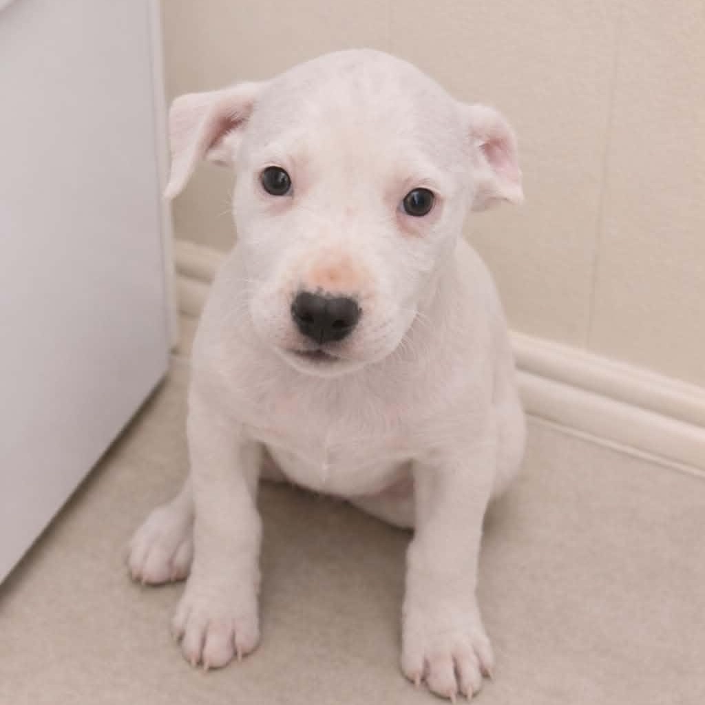 Twix (NCCR), adopted, Puppy Female Mixed Breed.