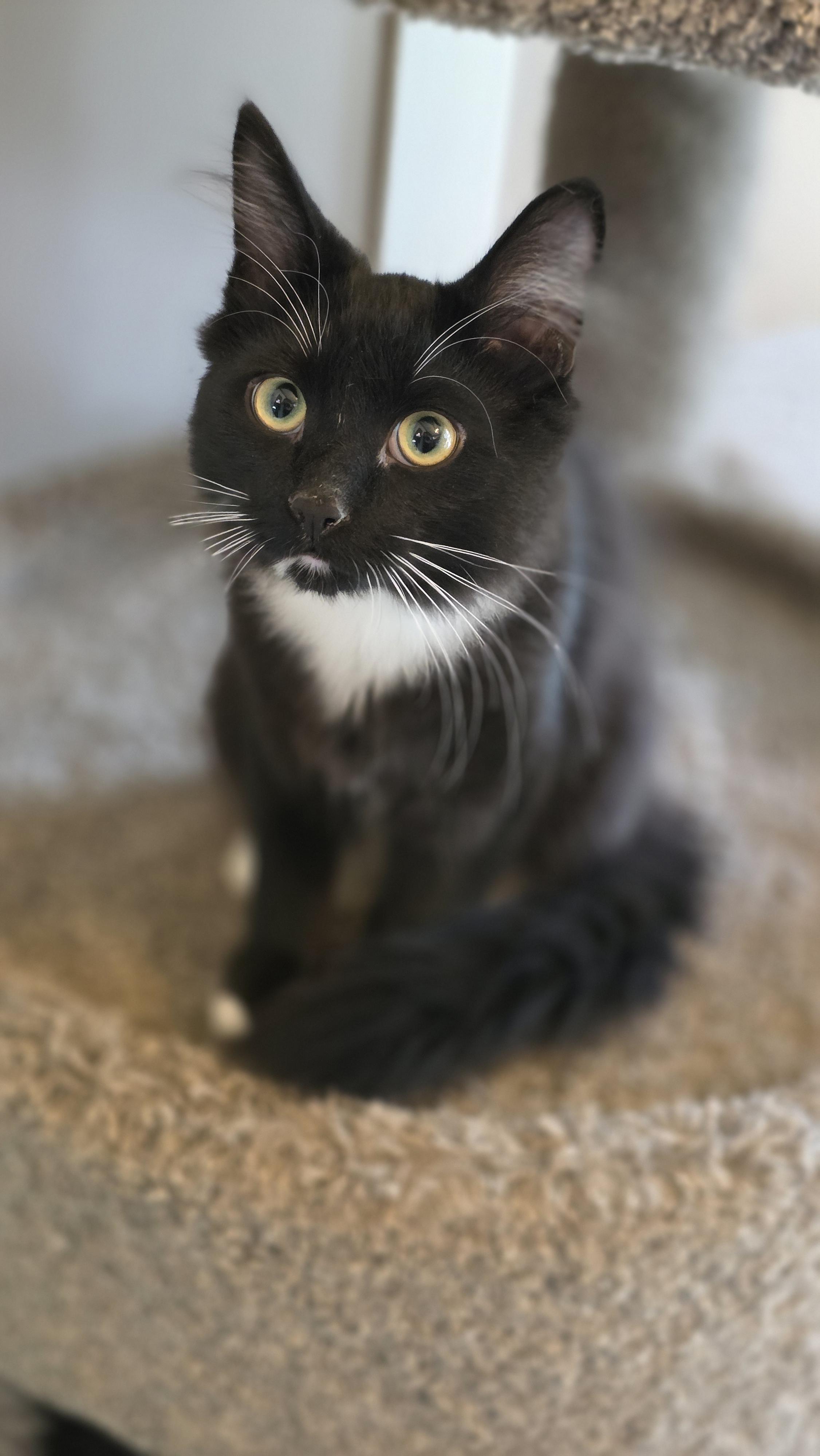 Enlarge Jasper, a Adoptable Domestic Short Hair in Kamloops, BC image 1/6