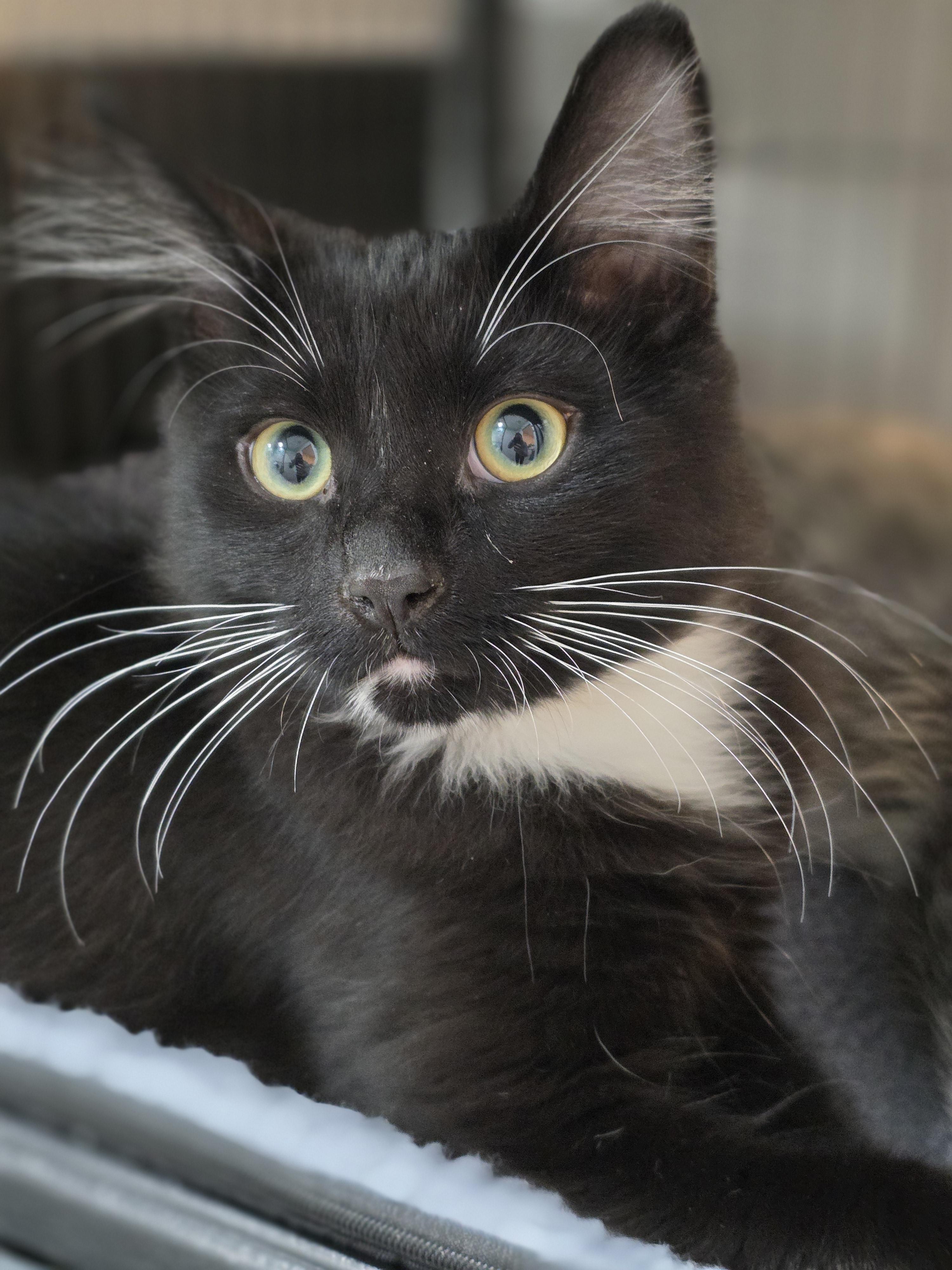 Enlarge Jasper, a Adoptable Domestic Short Hair in Kamloops, BC image 2/6