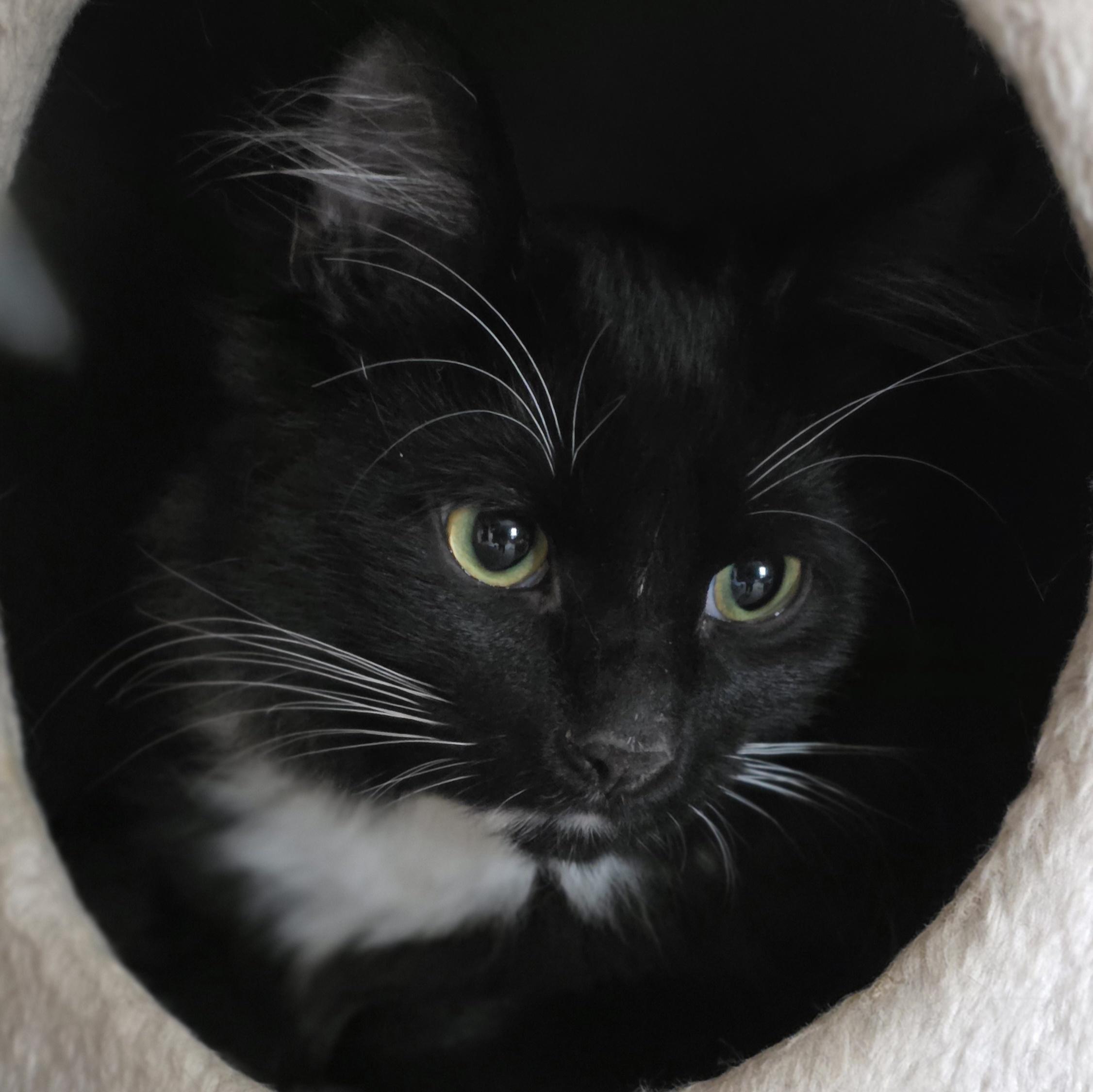 Enlarge Jasper, a Adoptable Domestic Short Hair in Kamloops, BC image 3/6