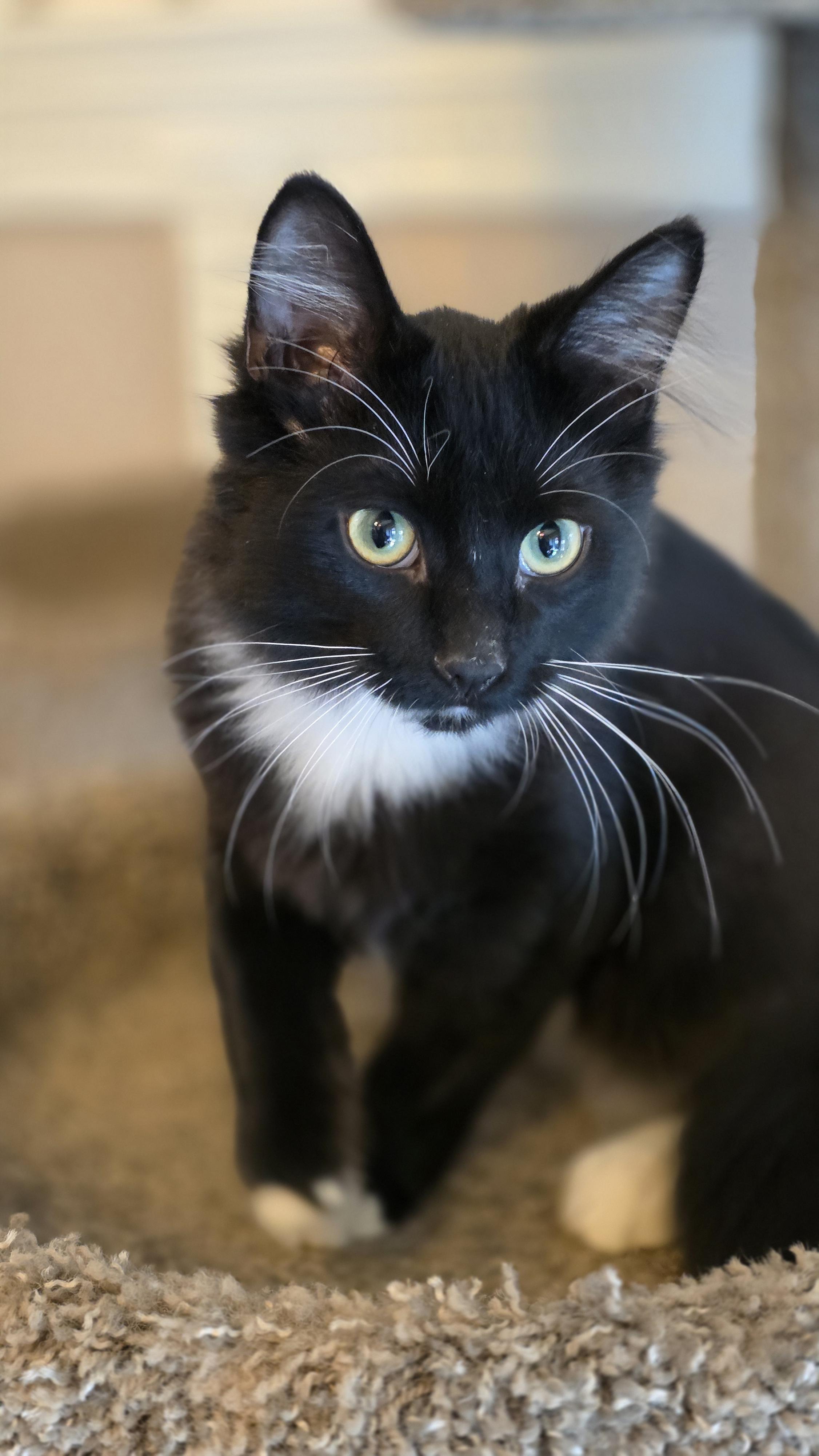 Enlarge Jasper, a Adoptable Domestic Short Hair in Kamloops, BC image 4/6