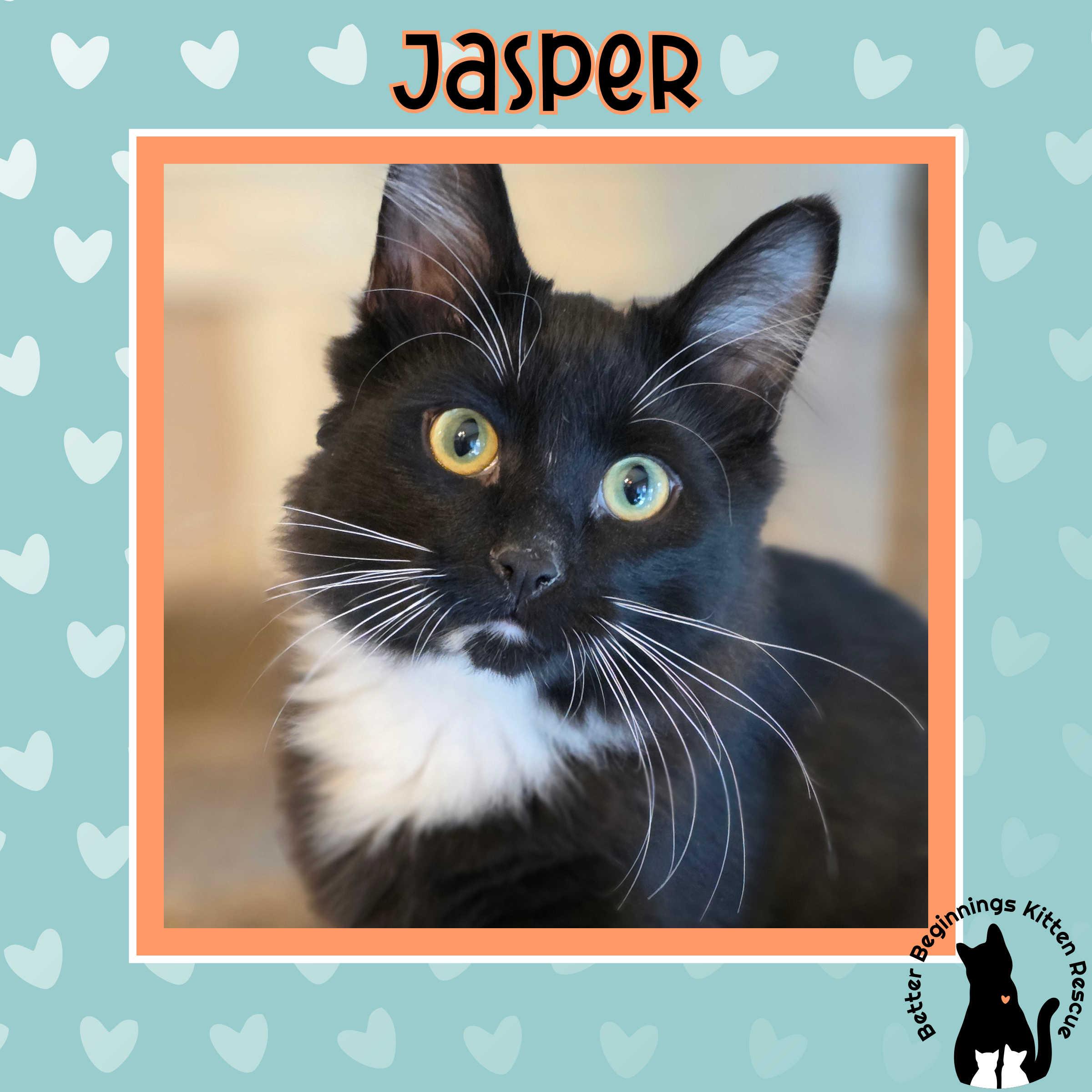 Enlarge Jasper, a Adoptable Domestic Short Hair in Kamloops, BC image 6/6
