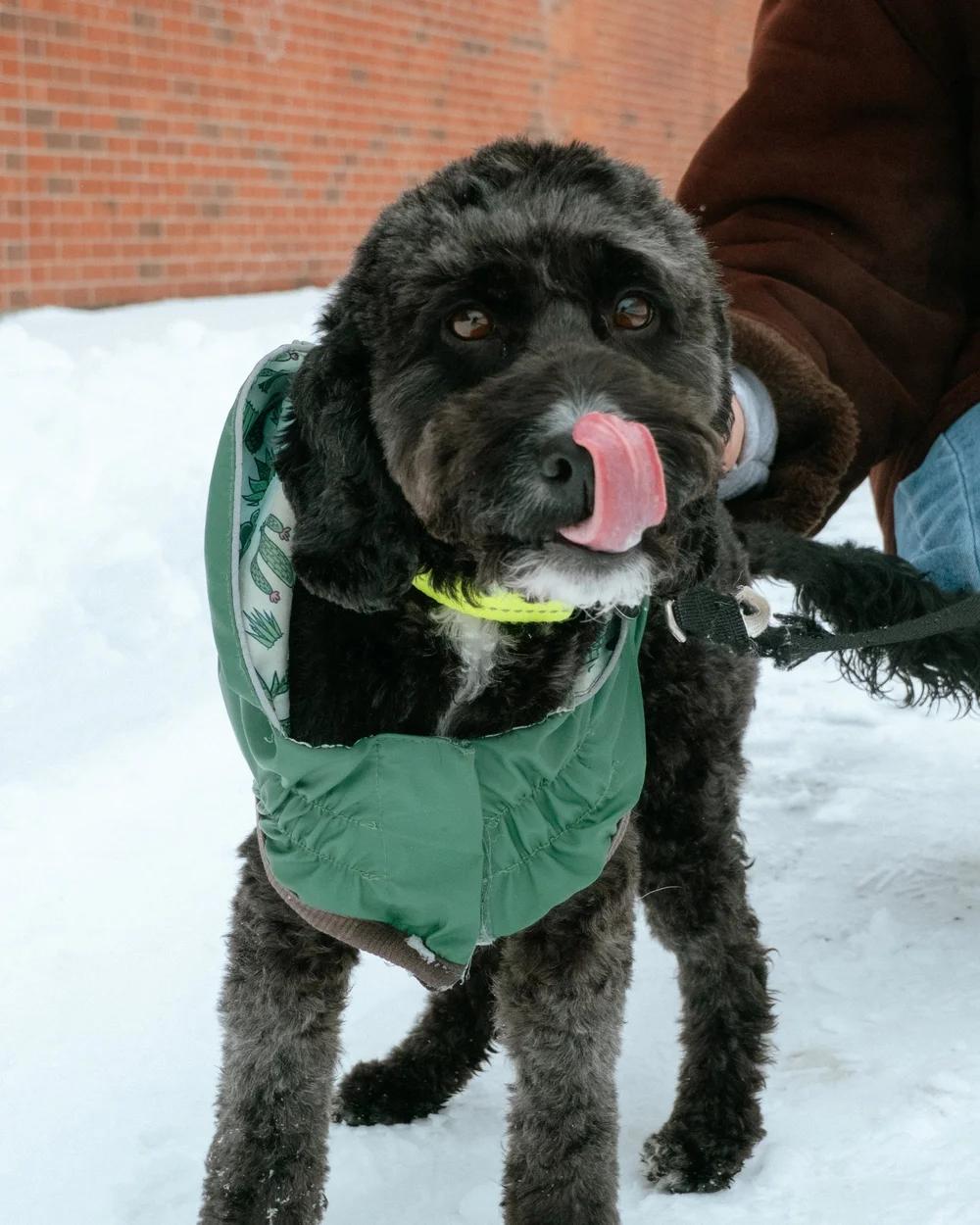 Boba, an adopted mixed breed in laval, QC image 2/4