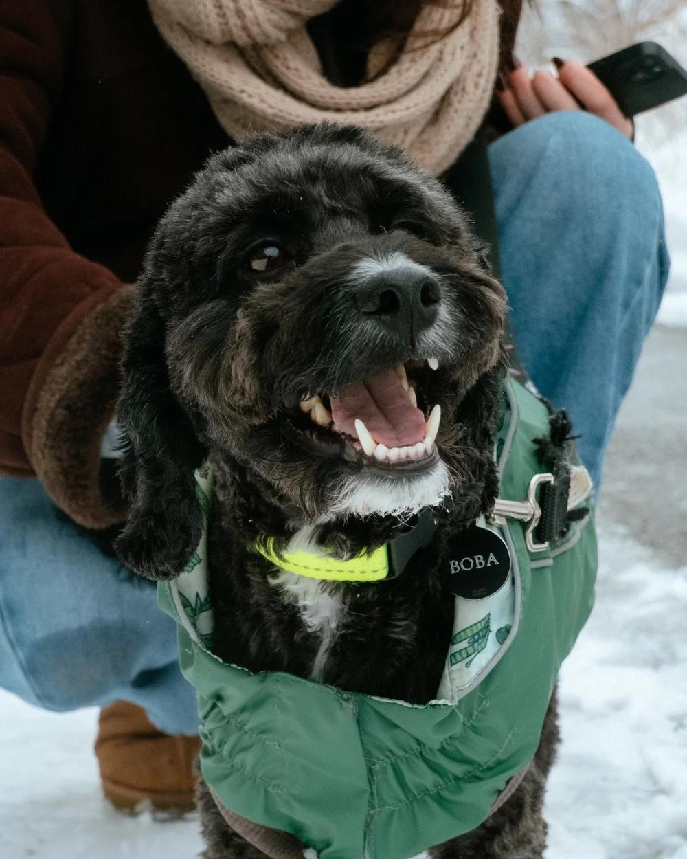 Boba, an adopted mixed breed in laval, QC image 4/4