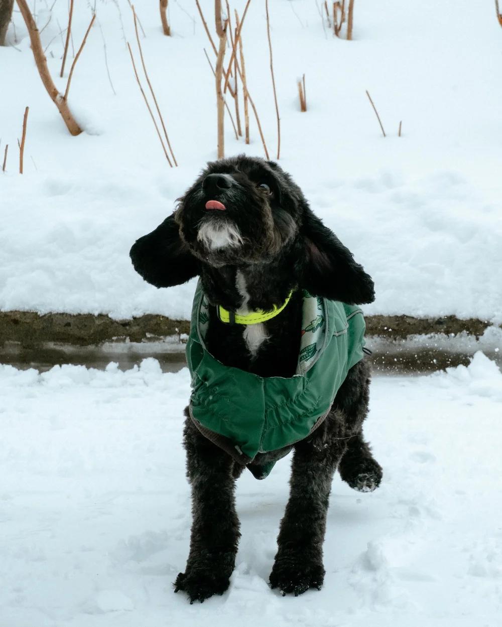 Boba, an adopted mixed breed in laval, QC image 3/4