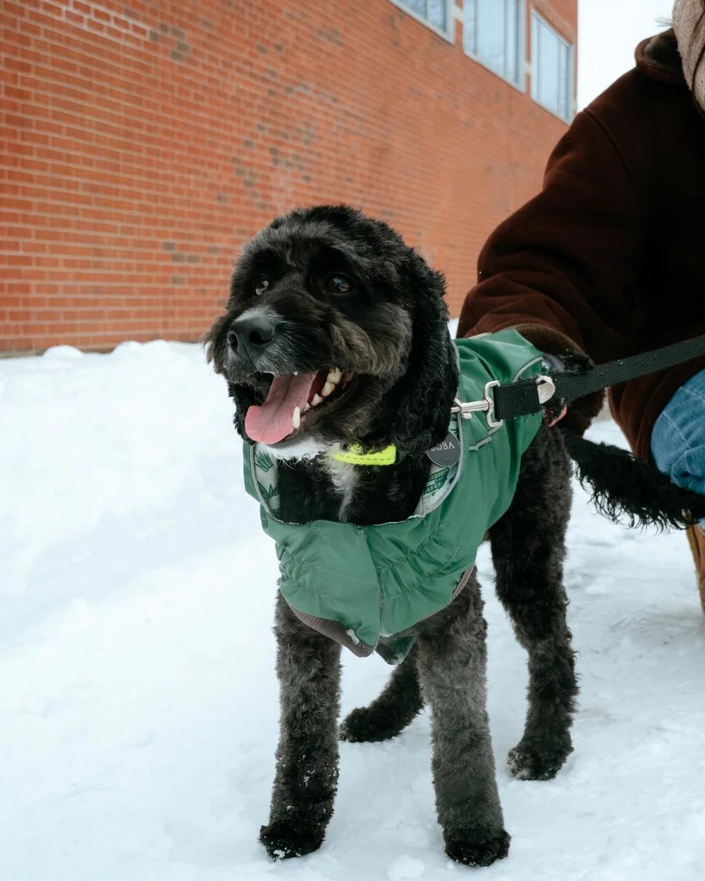 Boba, an adopted mixed breed in laval, QC image 1/4