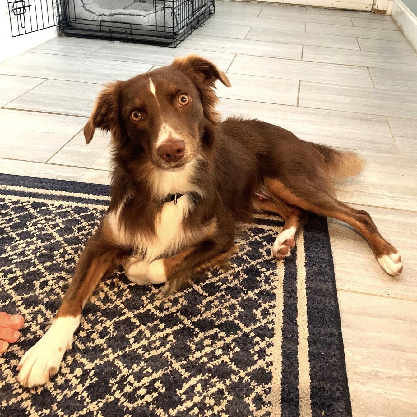 Briggs, ADOPTABLE, Adult Male Australian Shepherd.