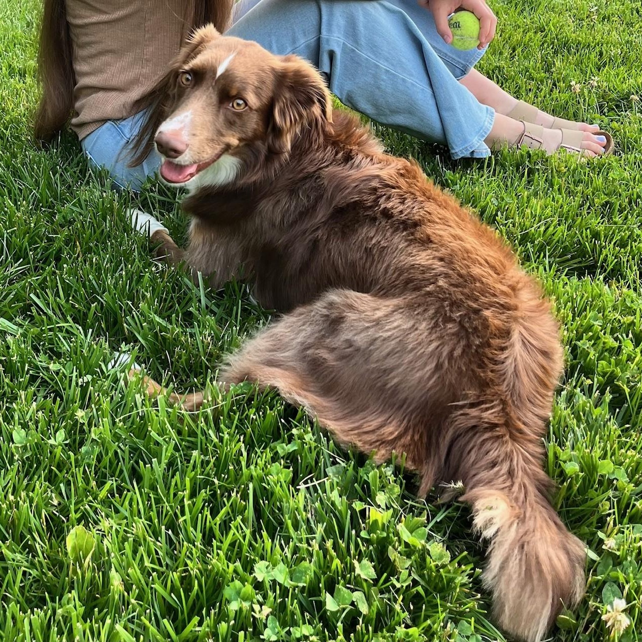 Briggs, a ADOPTABLE Australian Shepherd in High Point, NC image 3/3