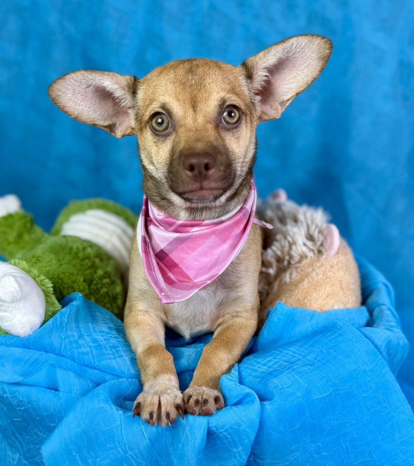 Lottie — A Green-Eyed Cutie , Adoptable, Puppy Female Chihuahua & Chihuahua.