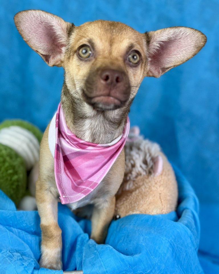 Lottie — A Green-Eyed Cutie , a Adoptable mixed breed in St Augustine, FL image 2/6