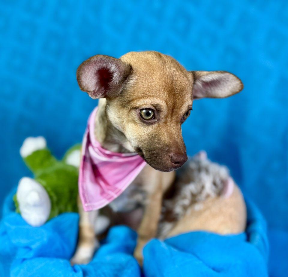 Lottie — A Green-Eyed Cutie , a Adoptable mixed breed in St Augustine, FL image 3/6