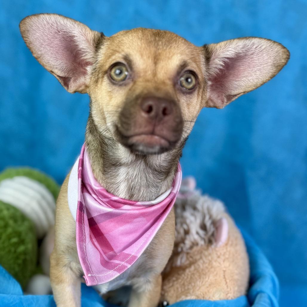 Lottie — A Green-Eyed Cutie , a Adoptable mixed breed in St Augustine, FL image 4/6