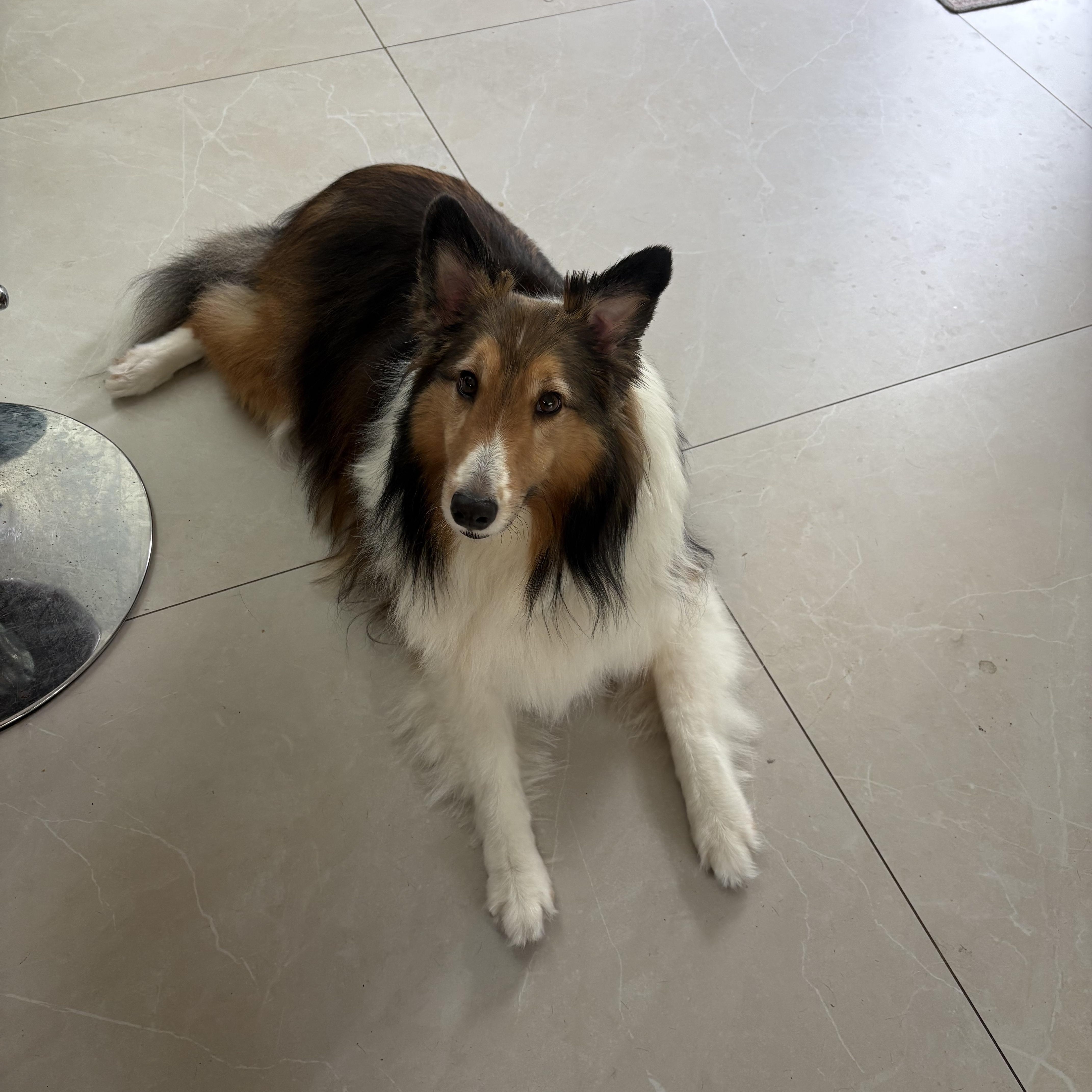 Enlarge Buddy, an adoptable Shetland Sheepdog / Sheltie in Palm Bay, FL image 1/4