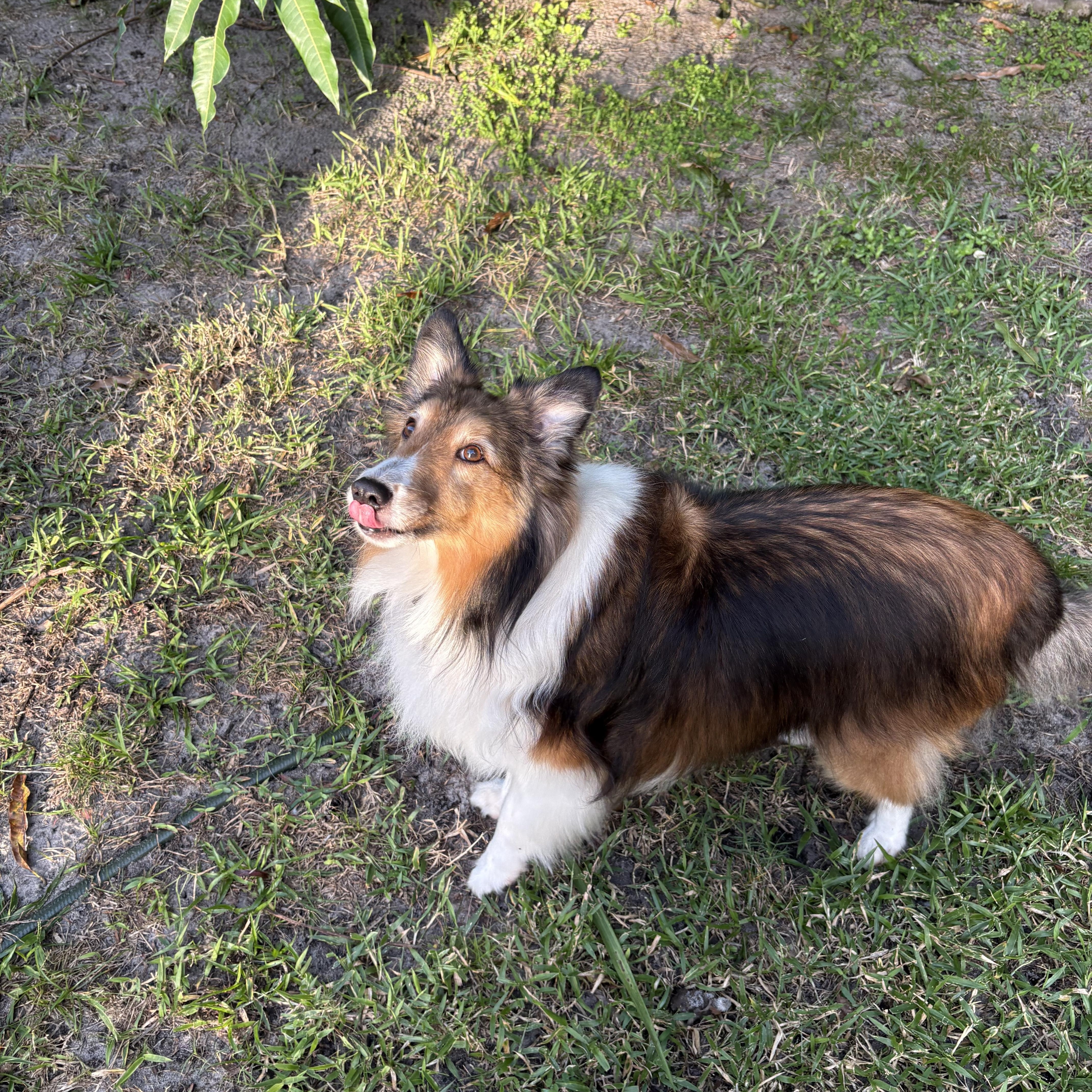 Enlarge Buddy, an adoptable Shetland Sheepdog / Sheltie in Palm Bay, FL image 2/4