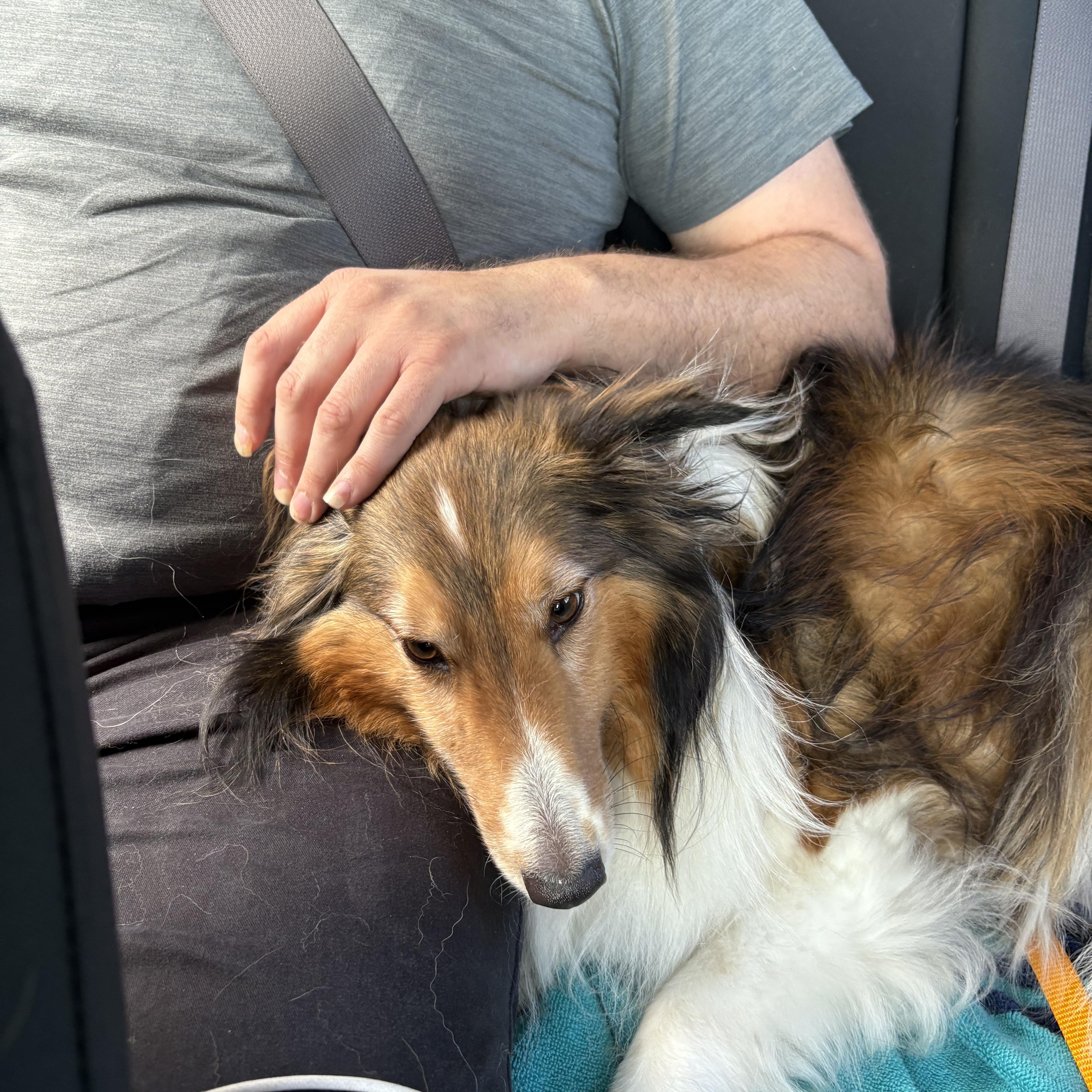 Enlarge Buddy, an adoptable Shetland Sheepdog / Sheltie in Palm Bay, FL image 3/4