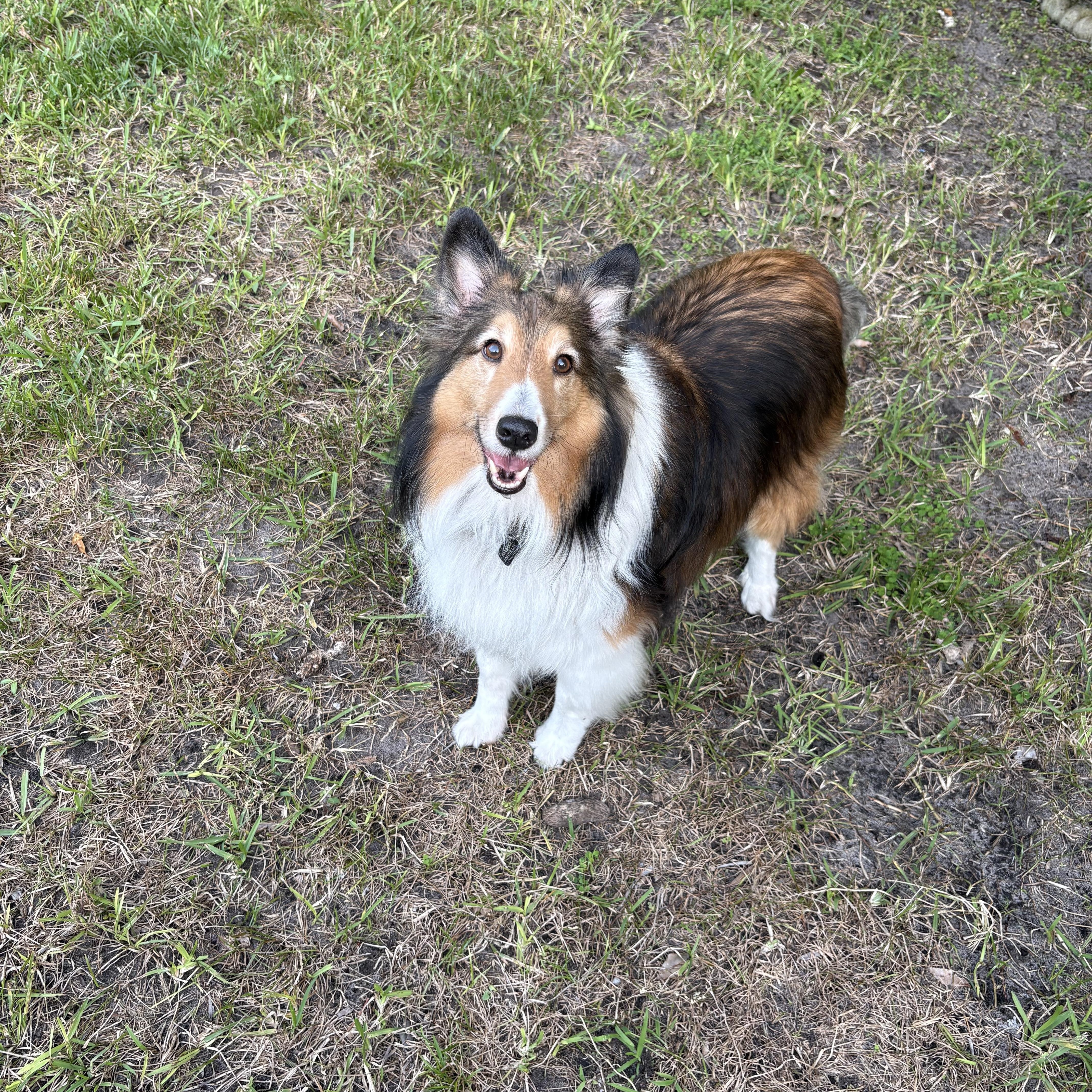 Enlarge Buddy, an adoptable Shetland Sheepdog / Sheltie in Palm Bay, FL image 4/4