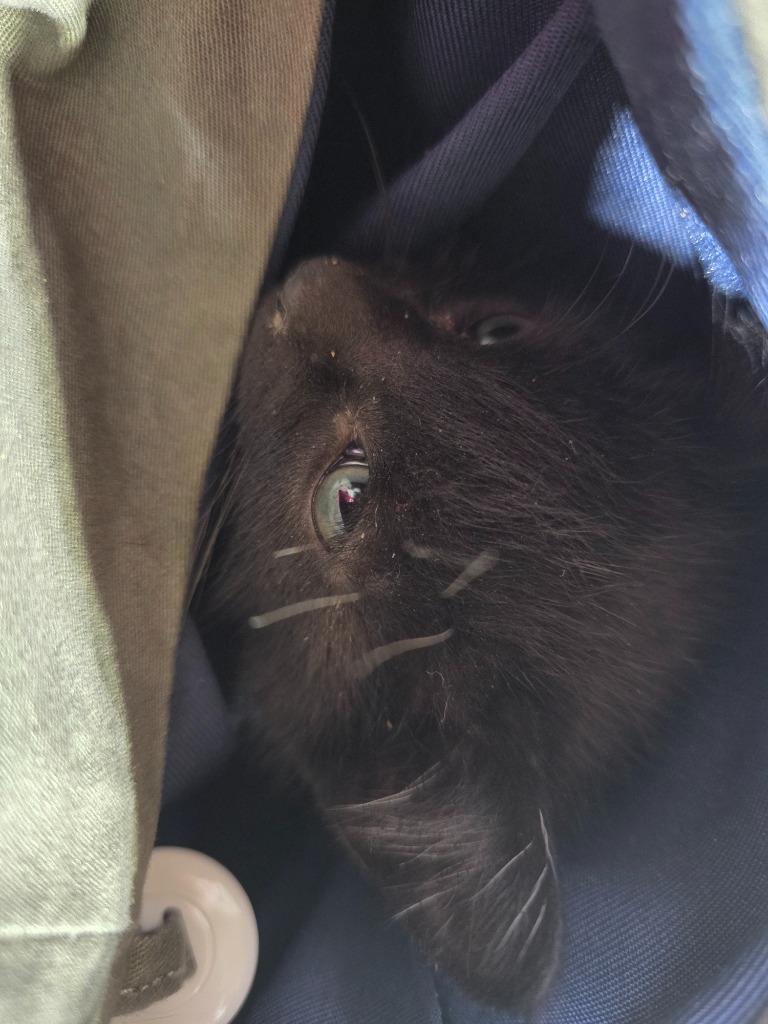 Espresso, a Adoptable mixed breed in Minot, ND image 3/5