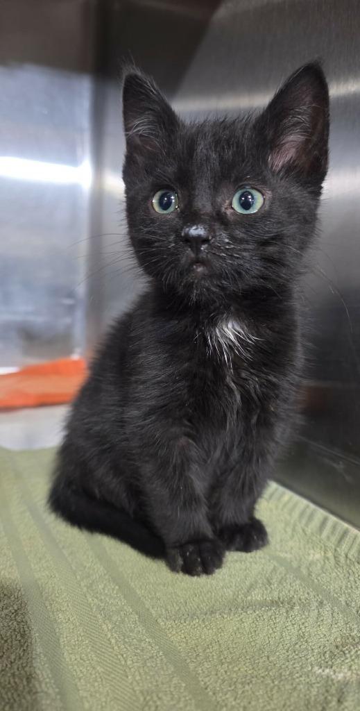 Enlarge Espresso, a Adoptable mixed breed in Minot, ND image 1/4