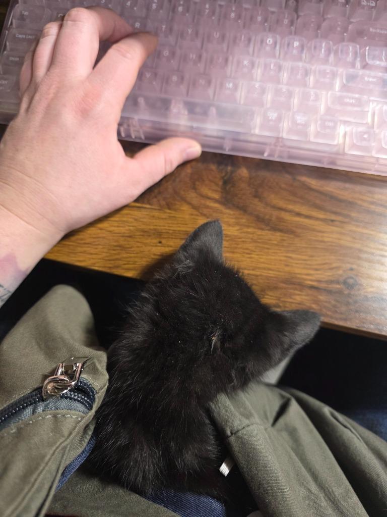 Enlarge Espresso, a Adoptable mixed breed in Minot, ND image 4/4