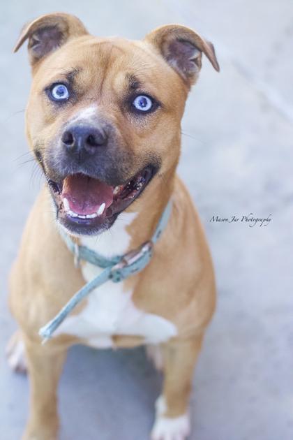 Enlarge Lexie, a Adoptable Mixed Breed in Reidsville, NC image 1/2