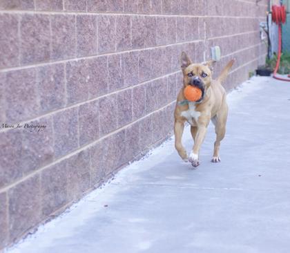 Enlarge Lexie, a Adoptable Mixed Breed in Reidsville, NC image 2/2