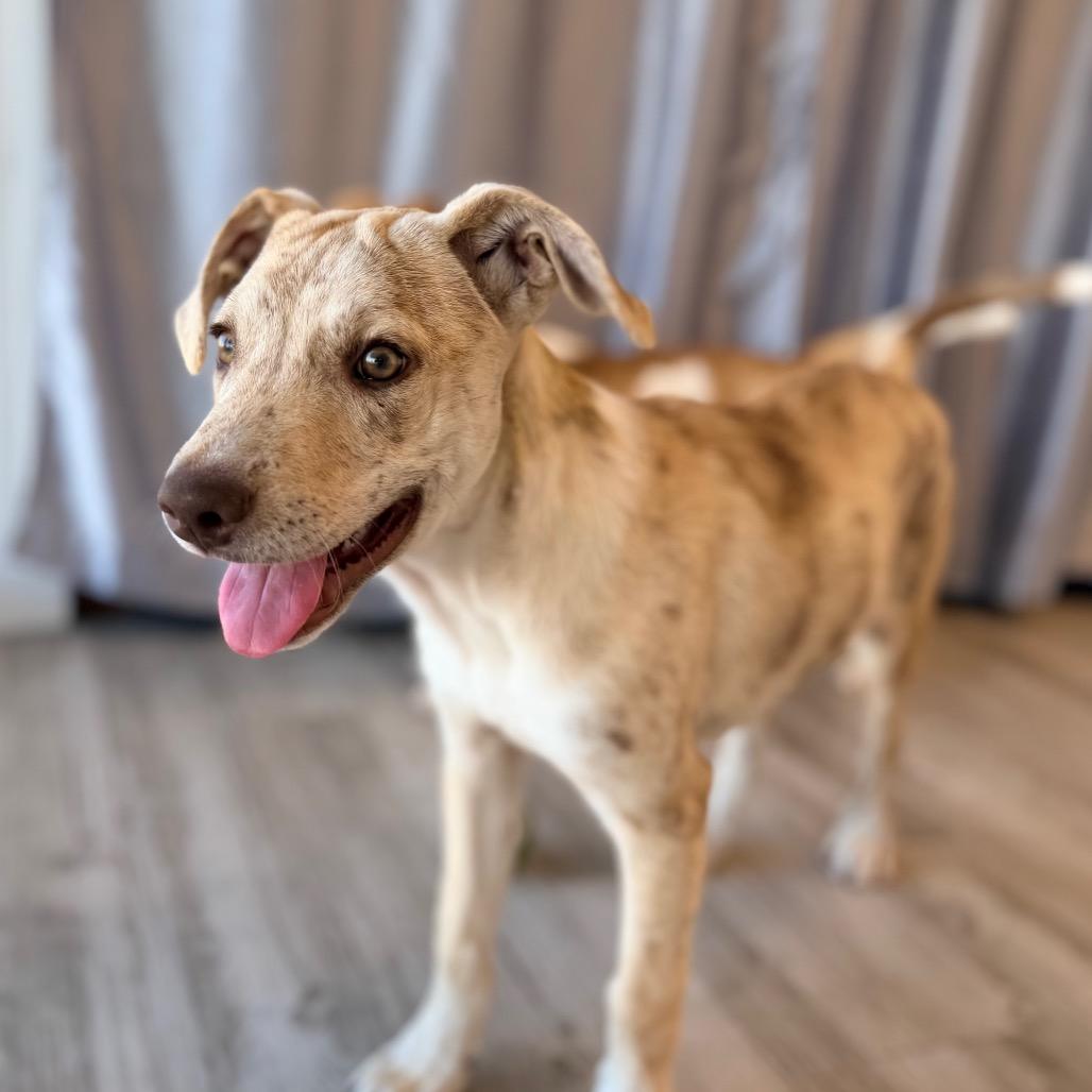 Enlarge Luka, a Adoptable mixed breed in Green Bay, WI image 1/6