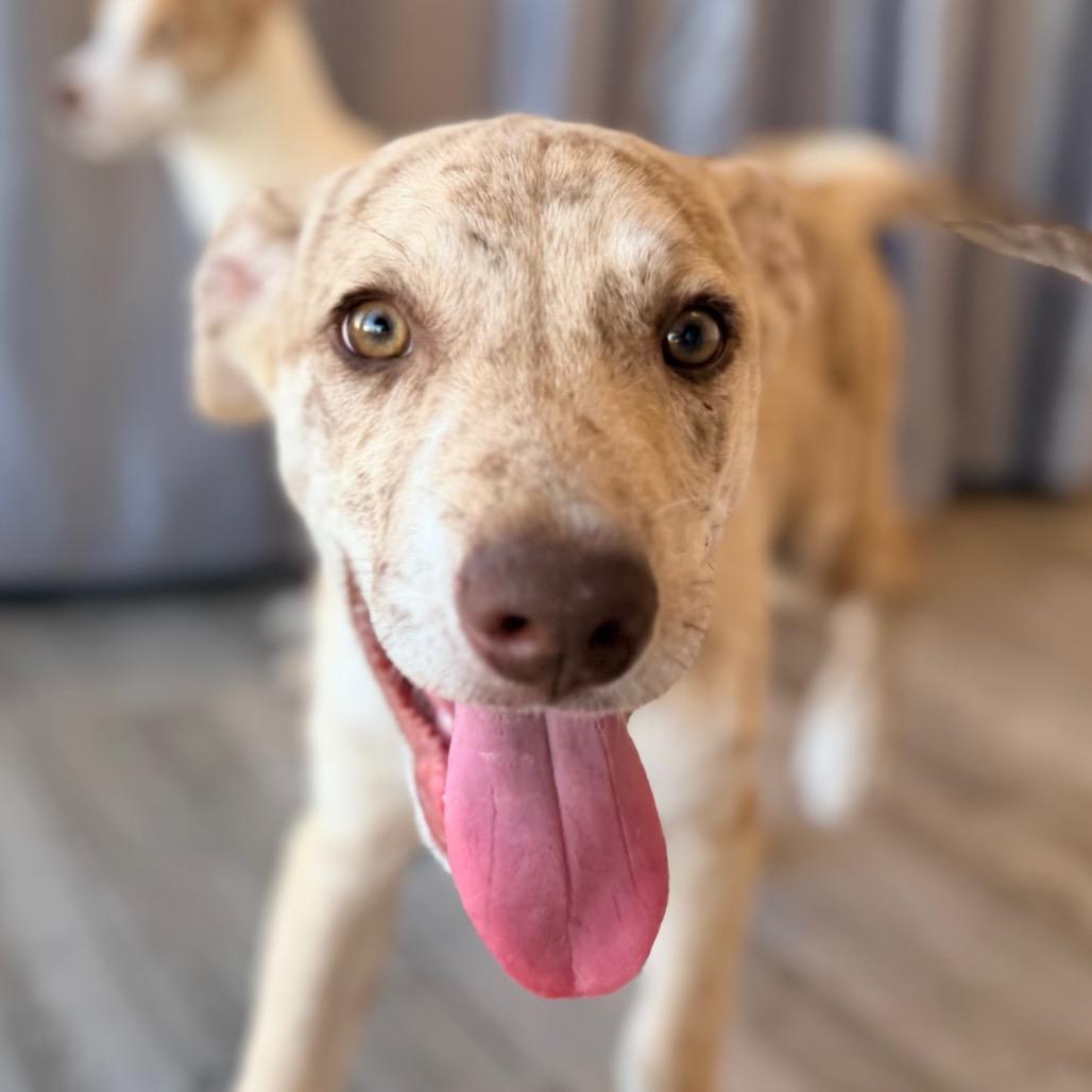 Enlarge Luka, a Adoptable mixed breed in Green Bay, WI image 2/6