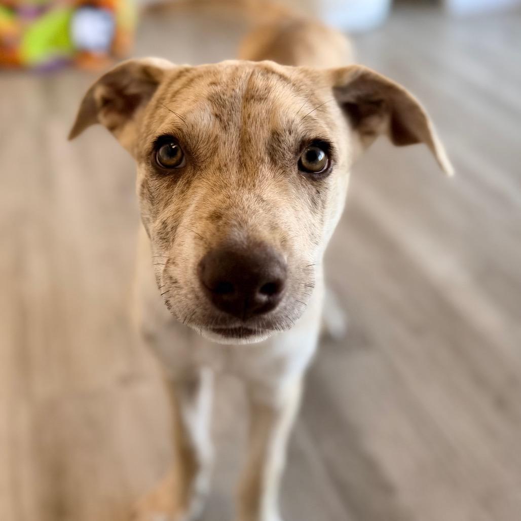Enlarge Luka, a Adoptable mixed breed in Green Bay, WI image 3/6
