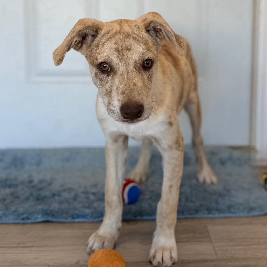 Enlarge Luka, a Adoptable mixed breed in Green Bay, WI image 4/6