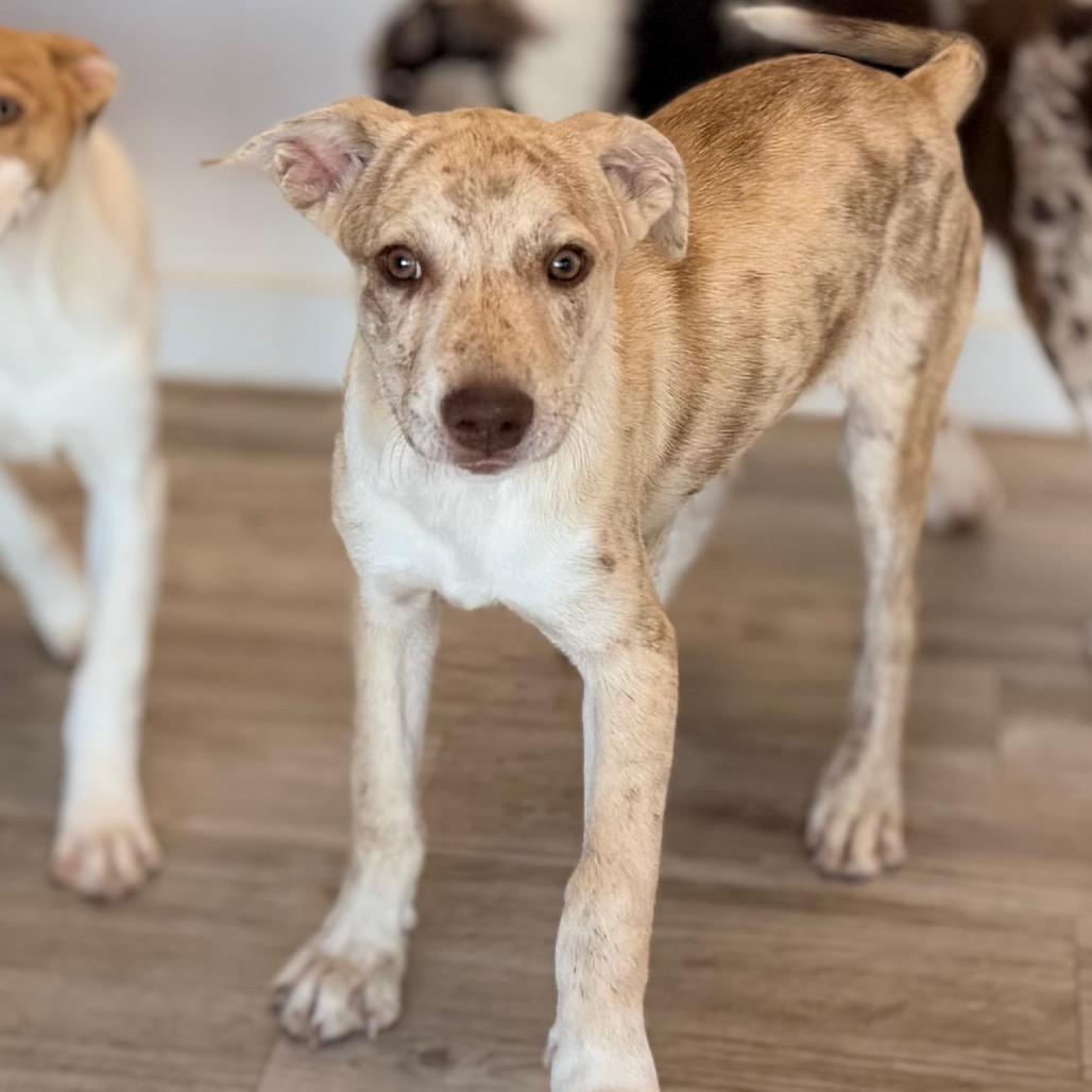 Enlarge Luka, a Adoptable mixed breed in Green Bay, WI image 5/6