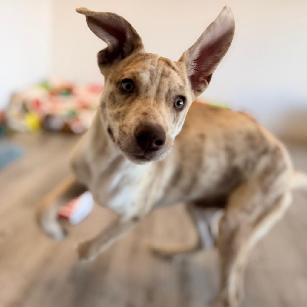 Enlarge Luka, a Adoptable mixed breed in Green Bay, WI image 6/6