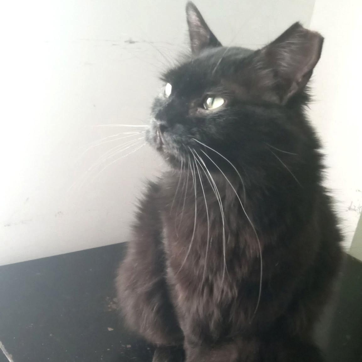 Pietro N  Fluffy thumbnail 4